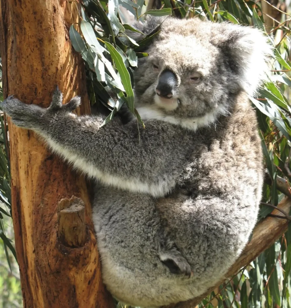 Koala Conservation Reserve