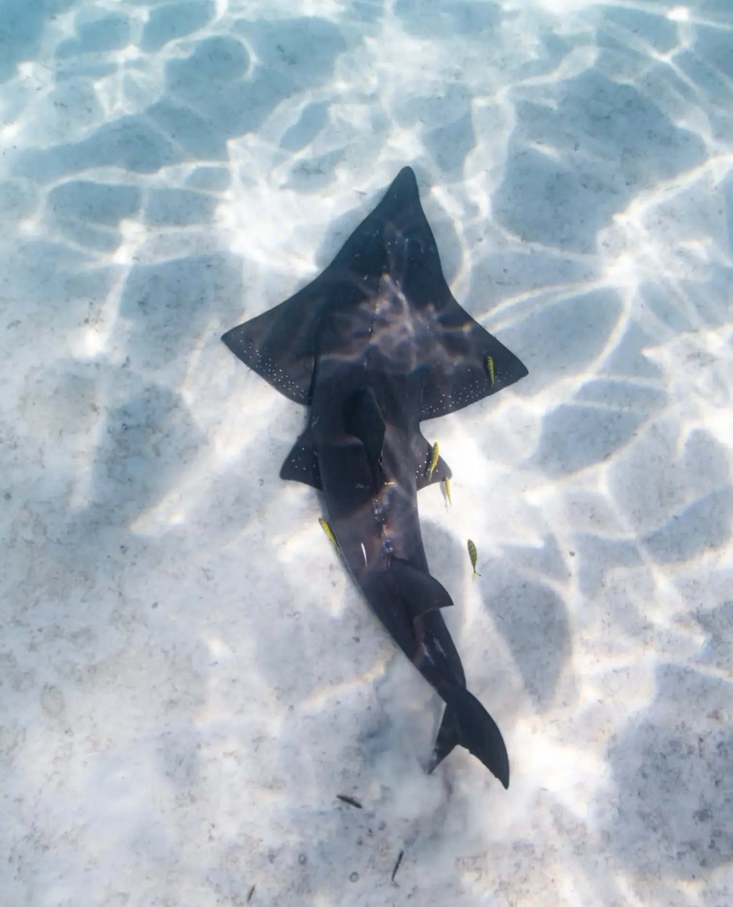 Shark Bay Wildlife